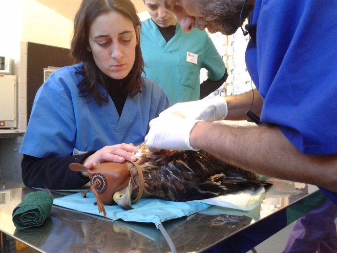 Veterinarios de GREFA atienden un ejemplar de águila Imperial