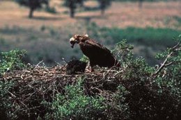 Ejemplar de buitre negro