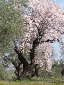 Almendro de Guaro