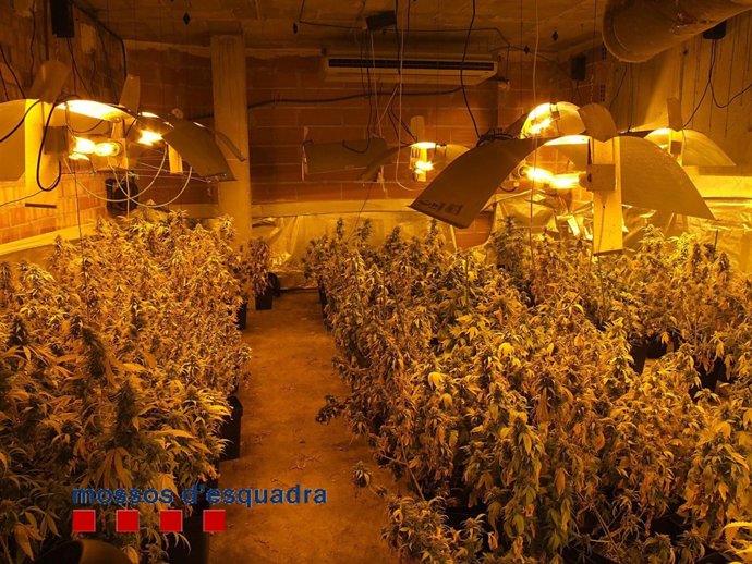 Cultivo de marihuana ilegal desmantelada en el Baix Llobregat