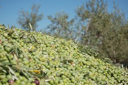 Aceituna Manzanilla Cáceres