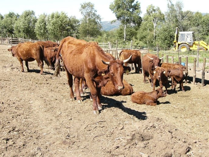 Vacas en una graja ourensana