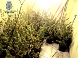 Plantación marihuana