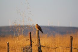 Cernícalo sobre un poste en el campo
