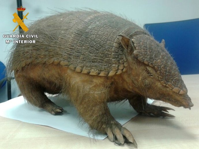 Armadillo disecado intervenido en Barcelona