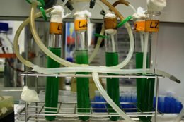 Investigadores de la US logran organismos que crean biocombustibles directamente