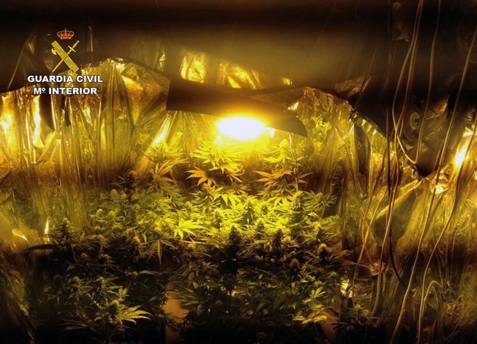 Invernadero clandestino de marihuana