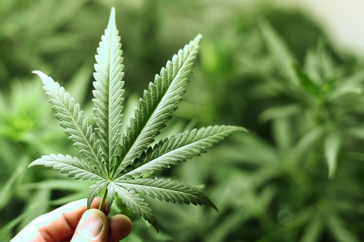 10 cosas que quizás no sabes acerca de la marihuana