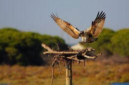 Águila pescadora reintroducida en Andalucía