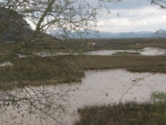 Marismas Santoña
