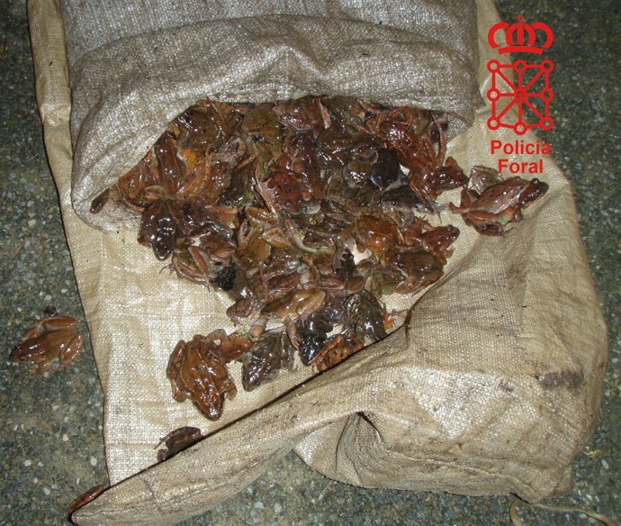 Ejemplares de rana bermeja intervenidos en otra ocasión.