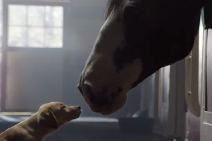 El cachorro de Budweiser alcanza los 23 millones de visitas en Youtube 