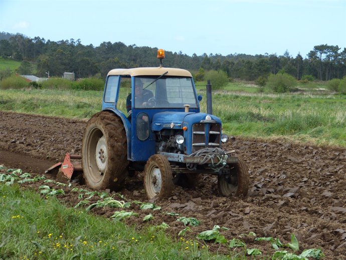 Tractor siembra patatas en el municipio coruñés de Coristanco