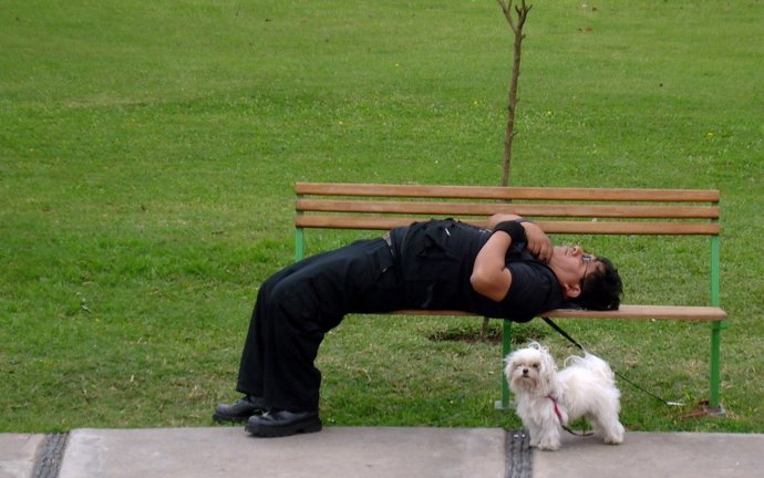 Dormir, dormido, durmiento, parque, mascota, 