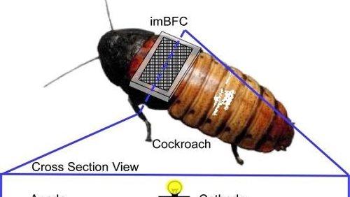 Cucaracha ciborg TechOn