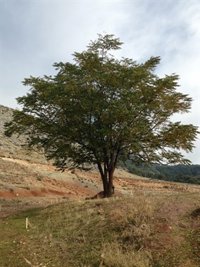 Junta sigue estudiando el informe sobre los sondeos realizados en el paraje donde podría estar Lorca