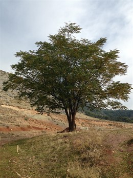 Lugar donde podría estar enterrado García Lorca, en Alfacar