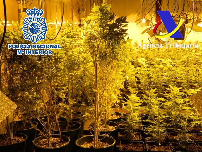 Alijo de marihuana incautado en Lepe