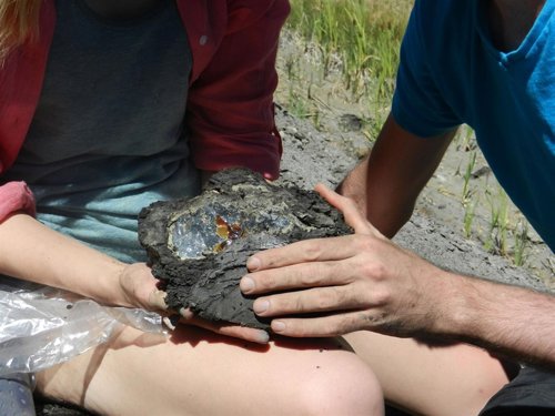 La pieza de ámbar encontrada