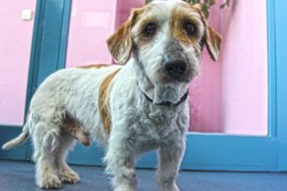 Curro, un perro abandonado al ingresar su dueña en un geriátrico