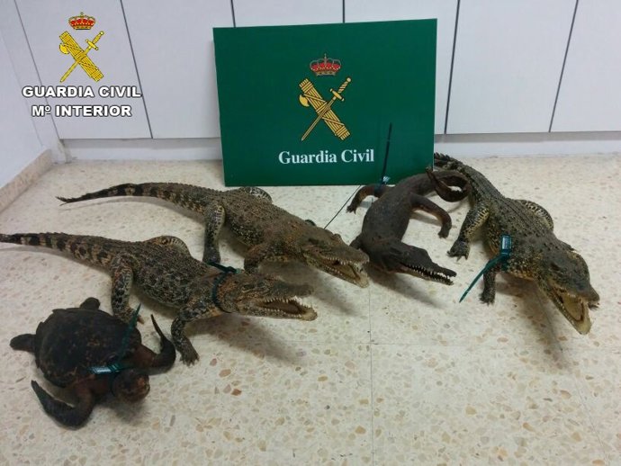 Cocodrilos y tortuga disecados intervenidos en Barcelona