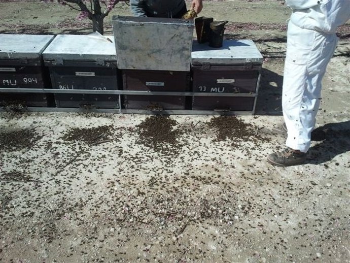 Abejas muertas en Cieza