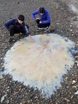 Nueva especie de medusa gigante