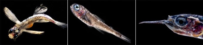 Peces Mesopelágicos