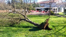 El temporal de viento arranca un árbol en Asturias