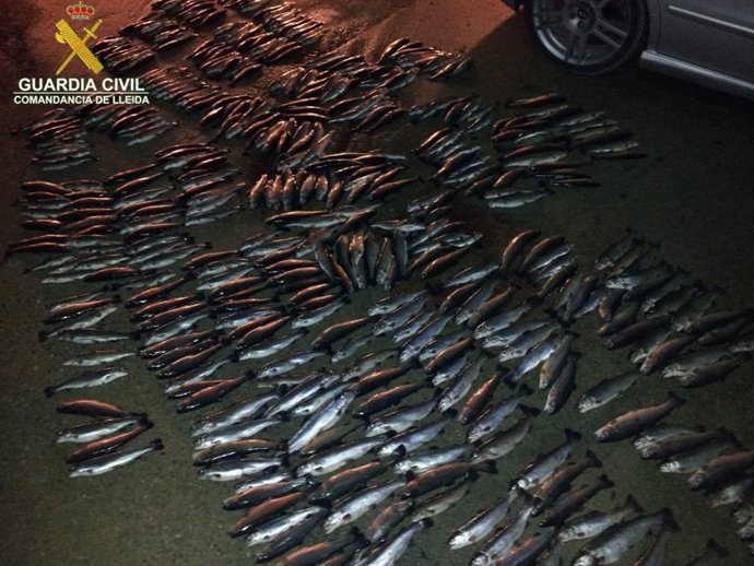 Truchas robadas de la piscifactoría de Ponts