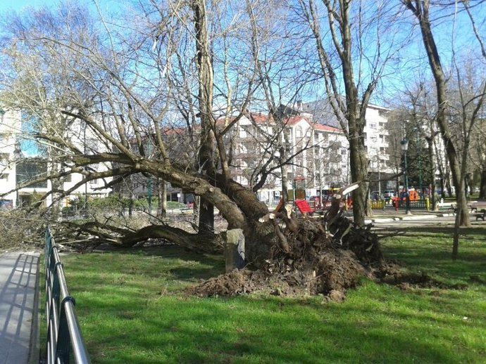 Arboles caídos por el temporal de viento en Torrelavega