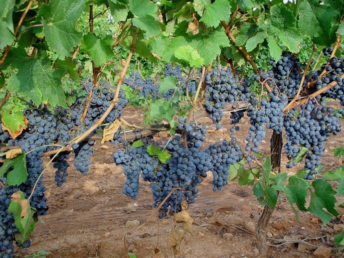 Viñedos en Castilla La Mancha