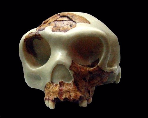 Cráneo de Homo antecessor, Atapuerca