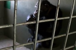 Chimpacé Toti encerrado en una jaula del zoo de Río Negro