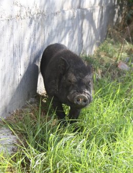 Cerdo vietnamita