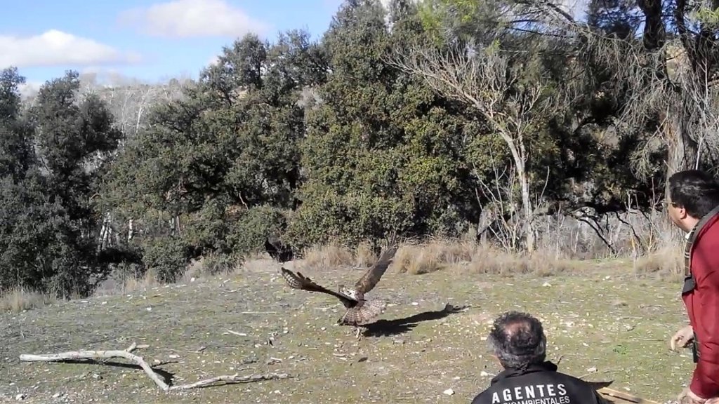 Devuelta a la naturaleza un águila tras sufrir impacto de perdigones