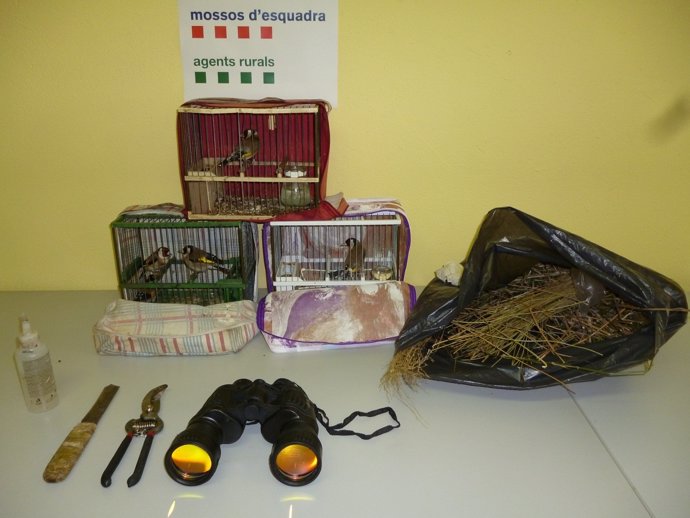 Material decomisado a dos cazadores furtivos de pájaros en Balaguer