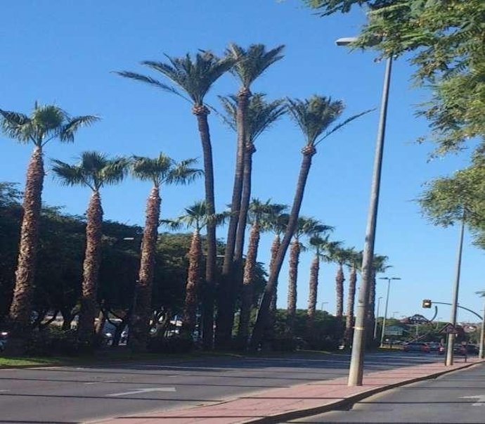 Ayuntamiento de Murcia poda 12.000 palmeras en los últimos tres meses 