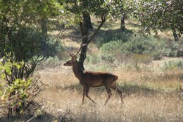 Ciervo, caza, cazadores, naturaleza, animales