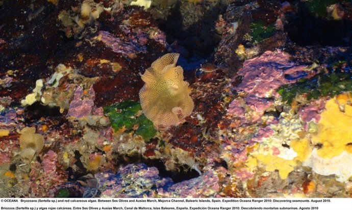 Montañas Submarinas De Baleares