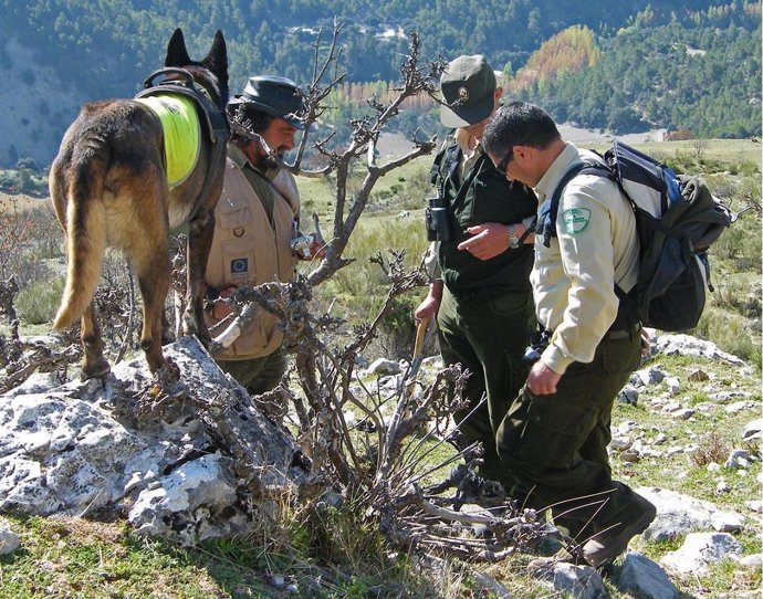 Agentes de Medio Ambiente y de la Unidad Canina buscan cebos envenenados