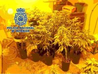 Desmantelan una plantación de marihuana en una vivienda de Torrox y detienen a un hombre