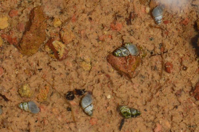 Ejemplares de Pseudamnicola gasulli 