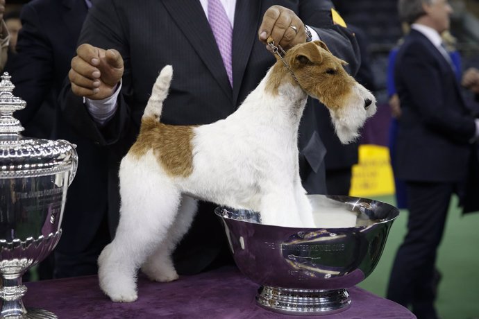 El perro Fox Terrier junto a su trofeo.