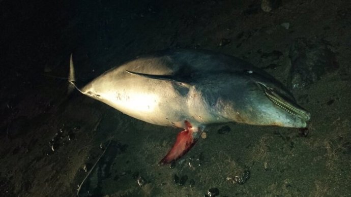 Localizado el cadáver de un delfín mular en Las Playitas