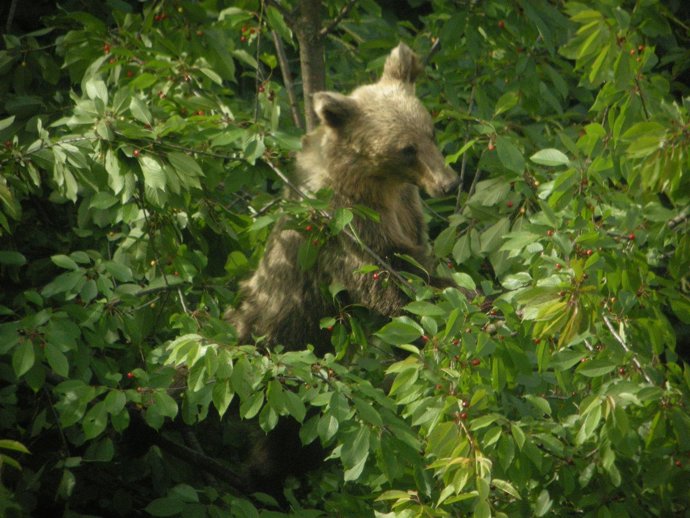 Oso comiendo cerezas