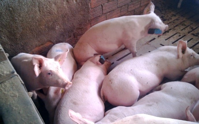 Investigación sobre indicadores de salud en ganadería porcina