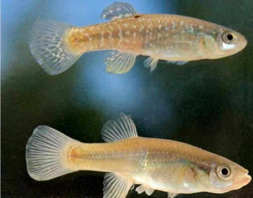 Pez que soporta la contaminación