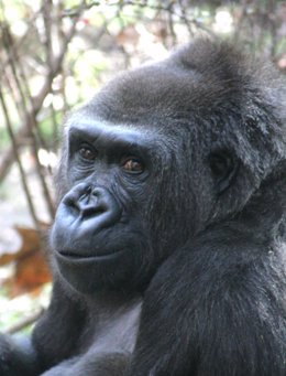 La Gorila Virunga