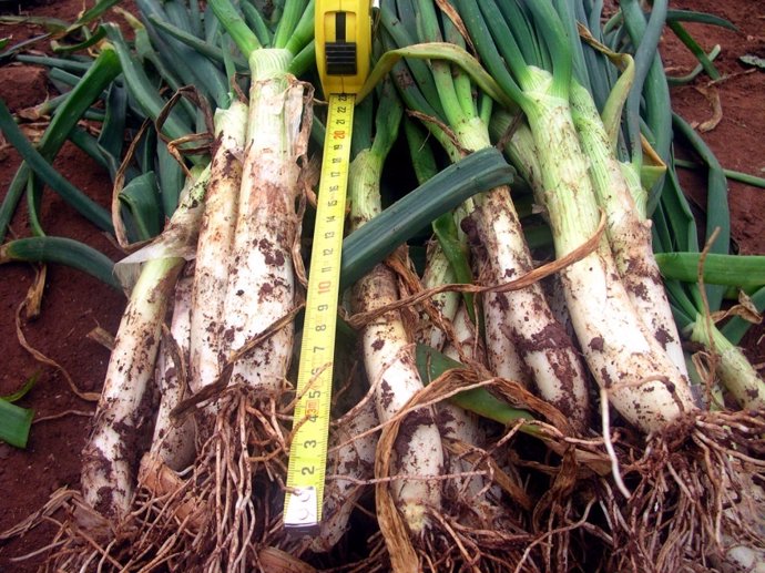 Calçot de Valls